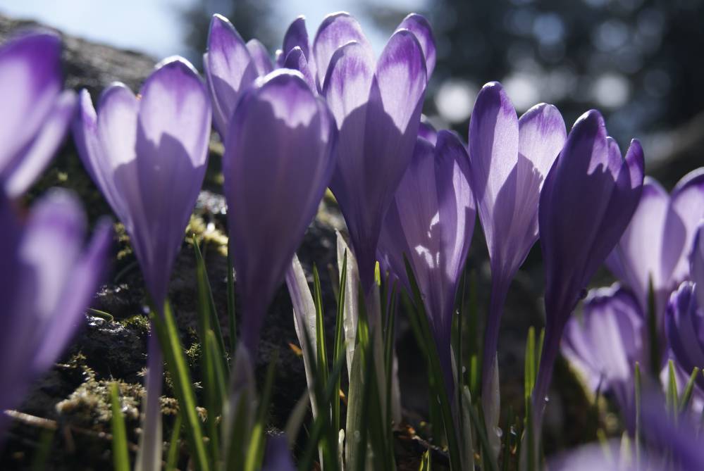 krokusy